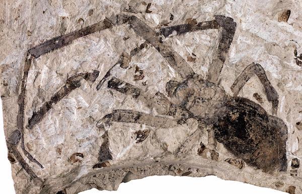 Biggest fossilized spider ever found.