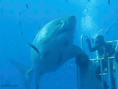 Huge great white shark.