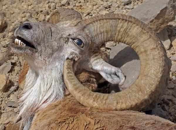 Ram's horn grew until it pierced its own skull.