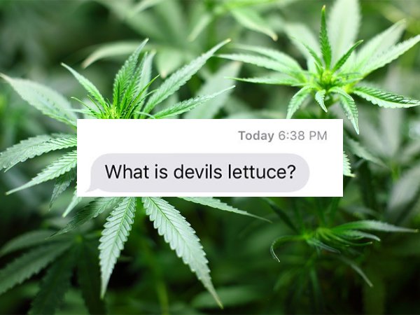 cannabis oil hi res - Today What is devils lettuce?