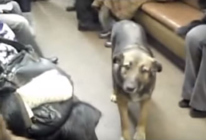 Street dogs in Russia have been known to use trains to commute between locations.