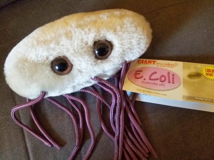 Toy bacillus.