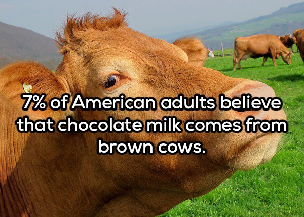 close up of cow - 7% of American adults believe that chocolate milk comes from brown Cows.