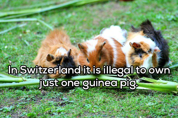guinea pigs - > In Switzerland it is illegal to own just one guinea pig. Sa