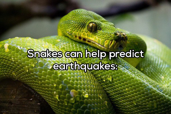3 eyed snake - Snakes can help predict earthquakes