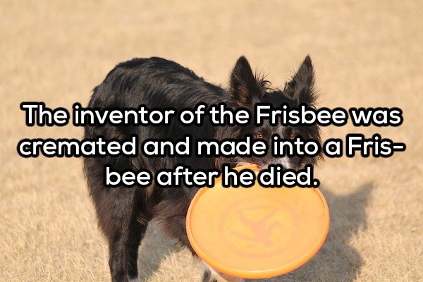 dog - The inventor of the Frisbee was cremated and made into a Fris bee after he died.