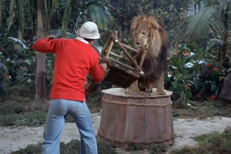 Bob Denver – Gilligan’s Island. He was almost mauled by a lion.