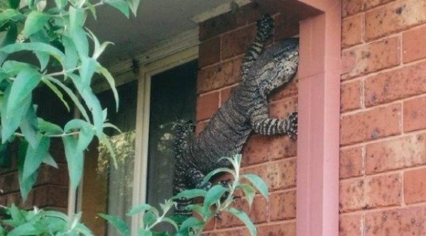 cursed images - lizard in australia house