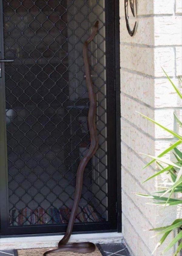 cursed images - brown snake front door