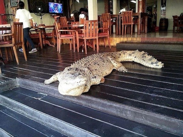 cursed images - crocodile