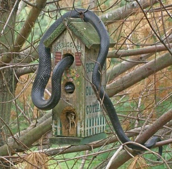 cursed images - bird house snake