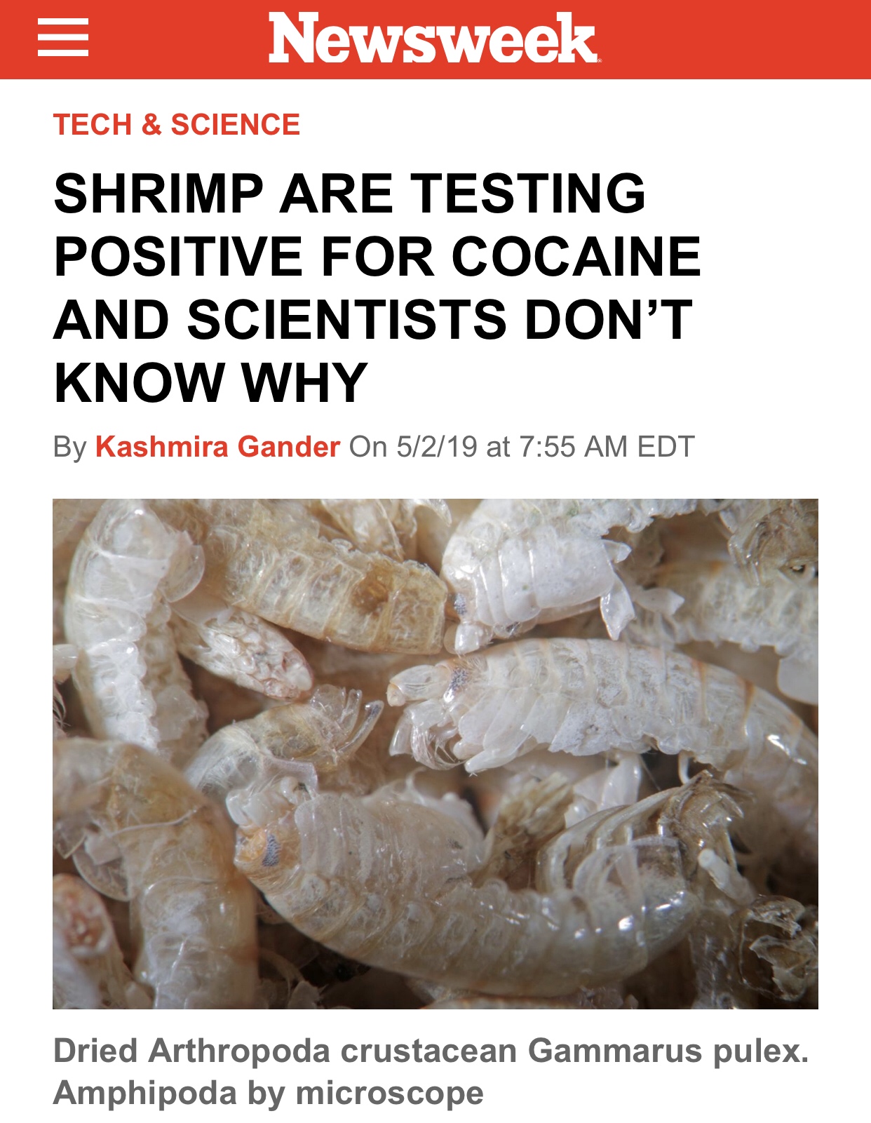 memes - seafood - Newsweek Tech & Science Shrimp Are Testing Positive For Cocaine And Scientists Don'T Know Why By Kashmira Gander On 5219 at Edt Dried Arthropoda crustacean Gammarus pulex. Amphipoda by microscope