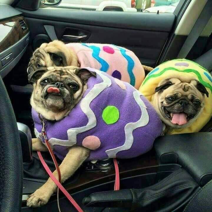 memes - dog easter egg costume