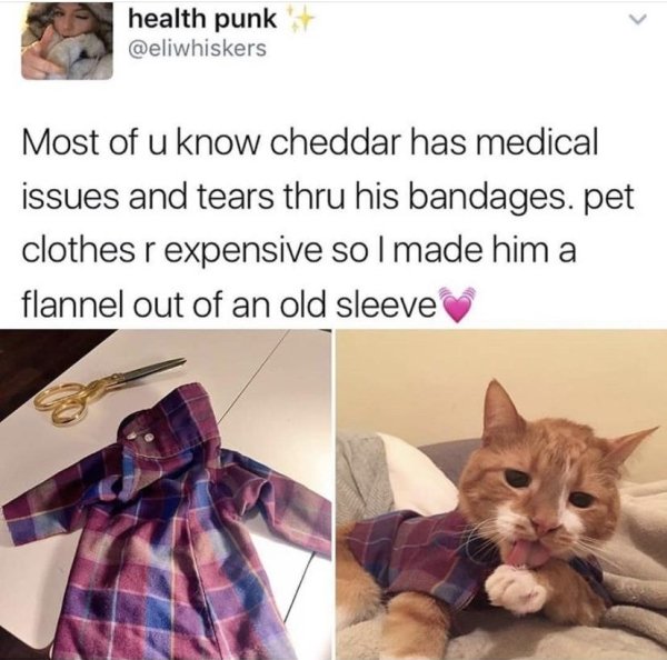 cat wearing flannel - health punk Most of u know cheddar has medical issues and tears thru his bandages. pet clothes r expensive sol made him a flannel out of an old sleeve