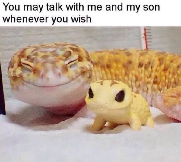 leopard gecko with toy - You may talk with me and my son whenever you wish