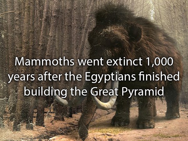 Mammoths went extinct 1,000 years after the Egyptians finished building the Great Pyramid