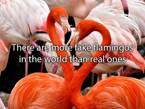 sony uhd kd 55x7007g - There are more fake flamingos in the world than real ones