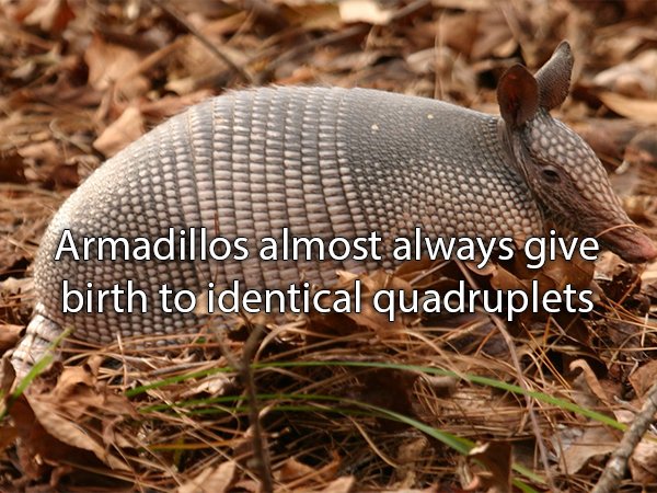 armadillo meaning - Armadillos almost always give birth to identical quadruplets