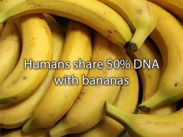 daily diet chart for weight gain in hindi - Humans 50% Dna with bananas