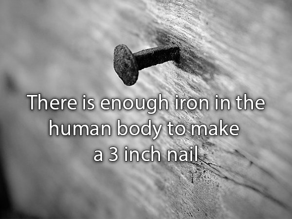 Nail - There is enough iron in the human body to make a 3 inch nail