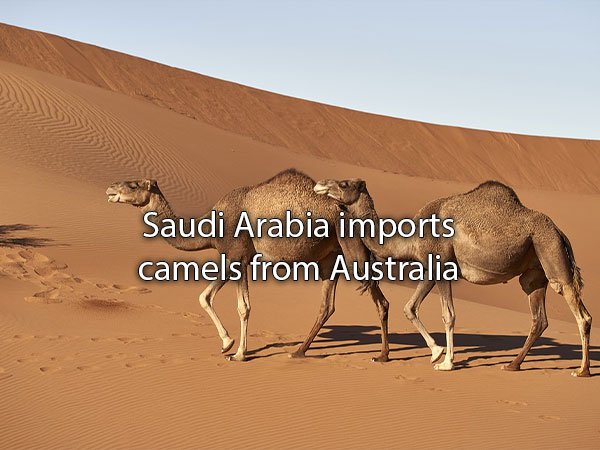 Saudi Arabia imports camels from Australia