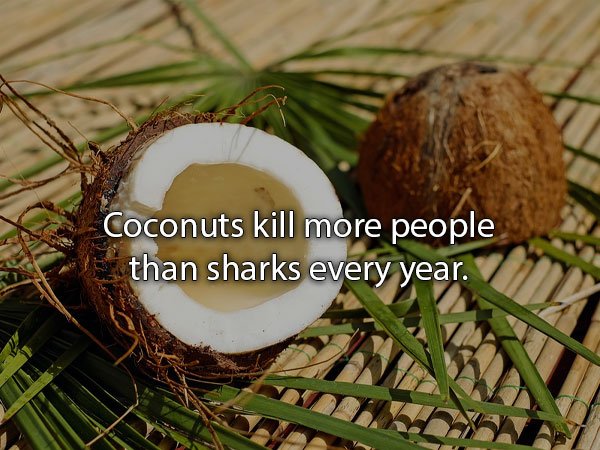 mauritius fruit season - Coconuts kill more people than sharks every year.