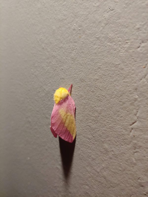 A pink and yellow moth.
