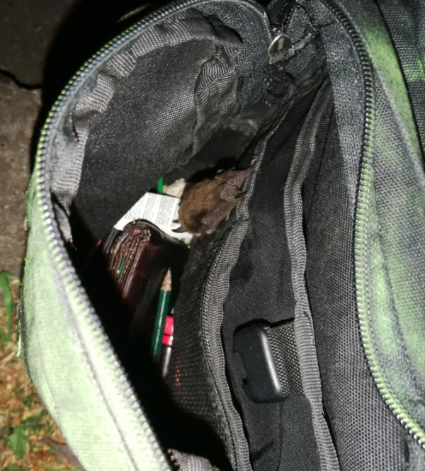 A bat found in his bag.