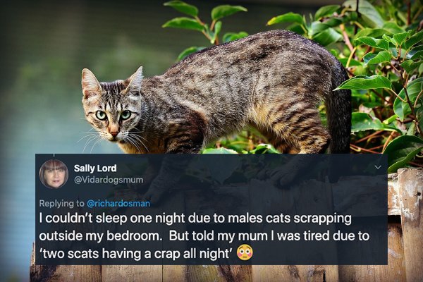 Sally Lord I couldn't sleep one night due to males cats scrapping outside my bedroom. But told my mum I was tired due to 'two scats having a crap all night'