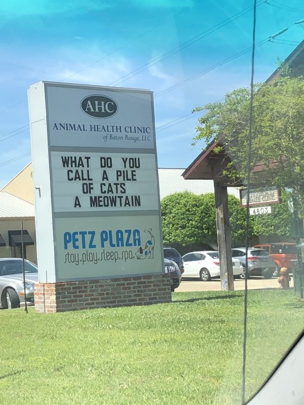 grass - Ahc Animal Health Clinic of Baton Rouge, Llc What Do You Call A Pile Of Cats A Meowtain Petz Plaza stay.play.sleep.spo.