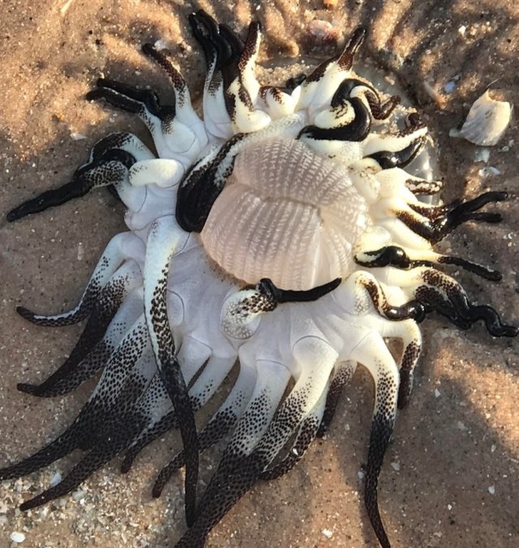 “My mother and girlfriend found this on the beach today. Any idea what it is?” Sea anemone.
