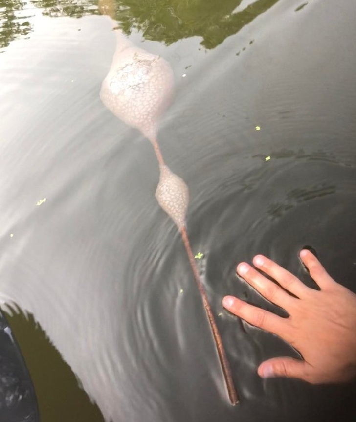 “I found this kayaking in the Mississippi River yesterday. I think it’s some kind of fungus, but I’ve never seen this in my life.” Colony of bryozoans