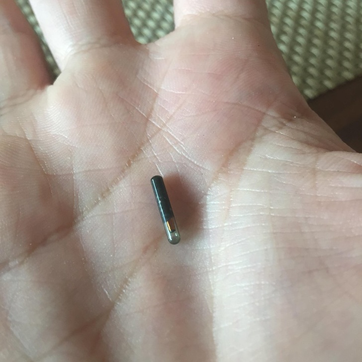 “I found this thing in my food. It was just stuck to a piece of meat, it wasn’t lodged into it or anything. Anyone know what it is?” Cattle microchip.
