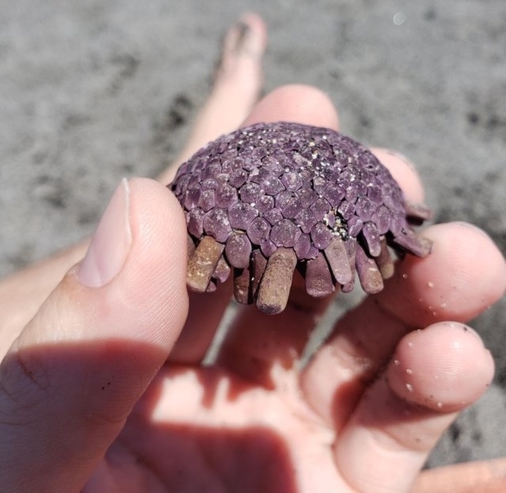 "This creature was found on the beach. What is it?" Helmet urchin.