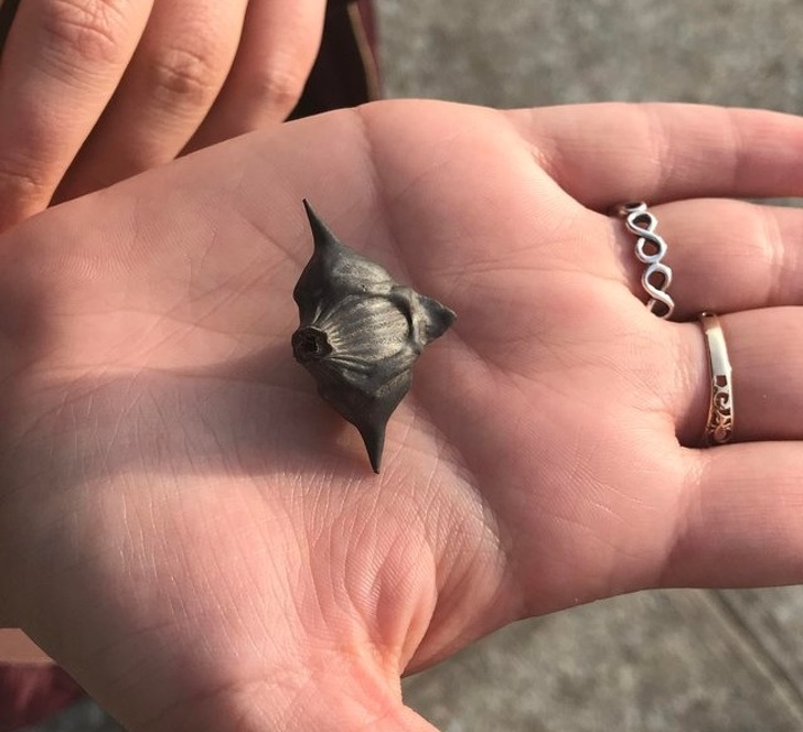 “There were thousands of these things along the Hudson River in Peekskill, New York. They had a very hard texture, but felt hollow.” Seed of a water caltrop.