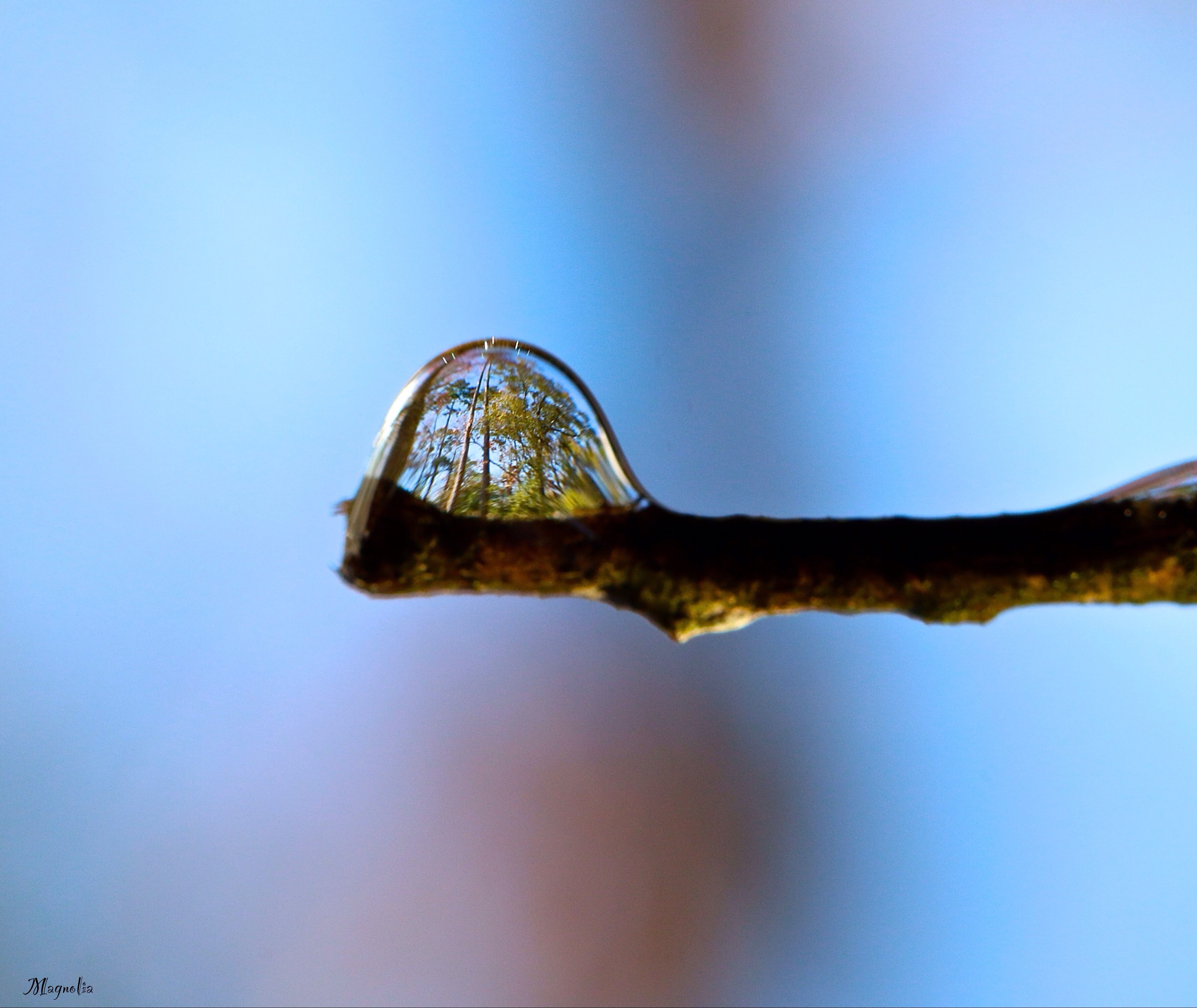 dank meme of forest refracted in a drop of water