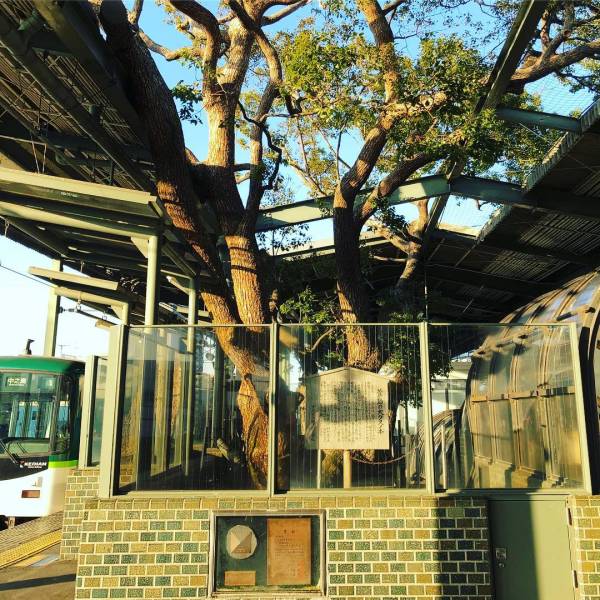 bizare things found in asia - train station built around a tree