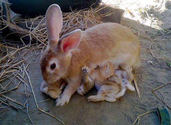 Rabbits will eat their young if stressed enough.