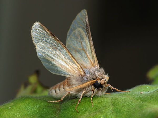 Some moths vibrate their genitals to prevent a bat's echolocation from hitting them.