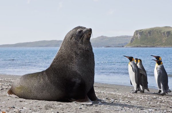Seals sometimes rape penguins.