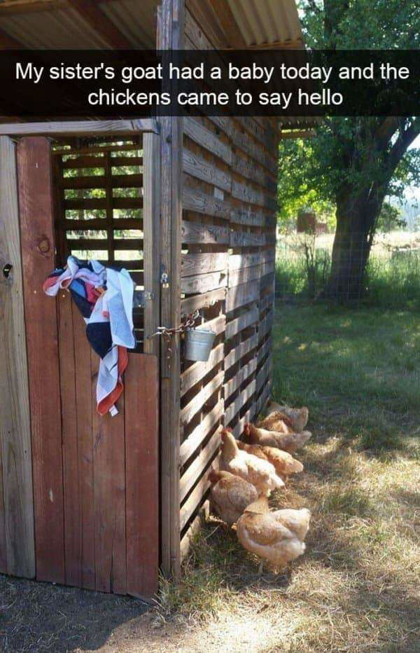 somebody spilled their marshmallows panda meme - My sister's goat had a baby today and the chickens came to say hello Crime