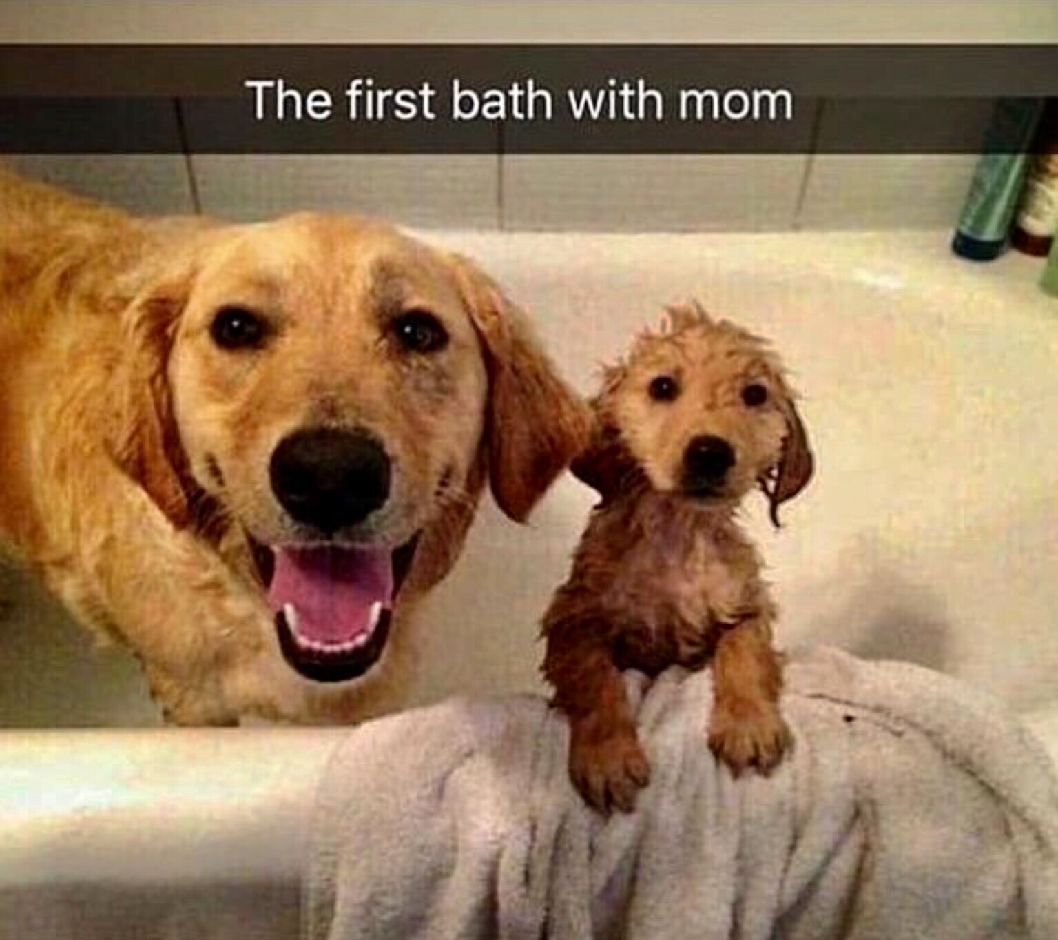 learn english for kids - The first bath with mom