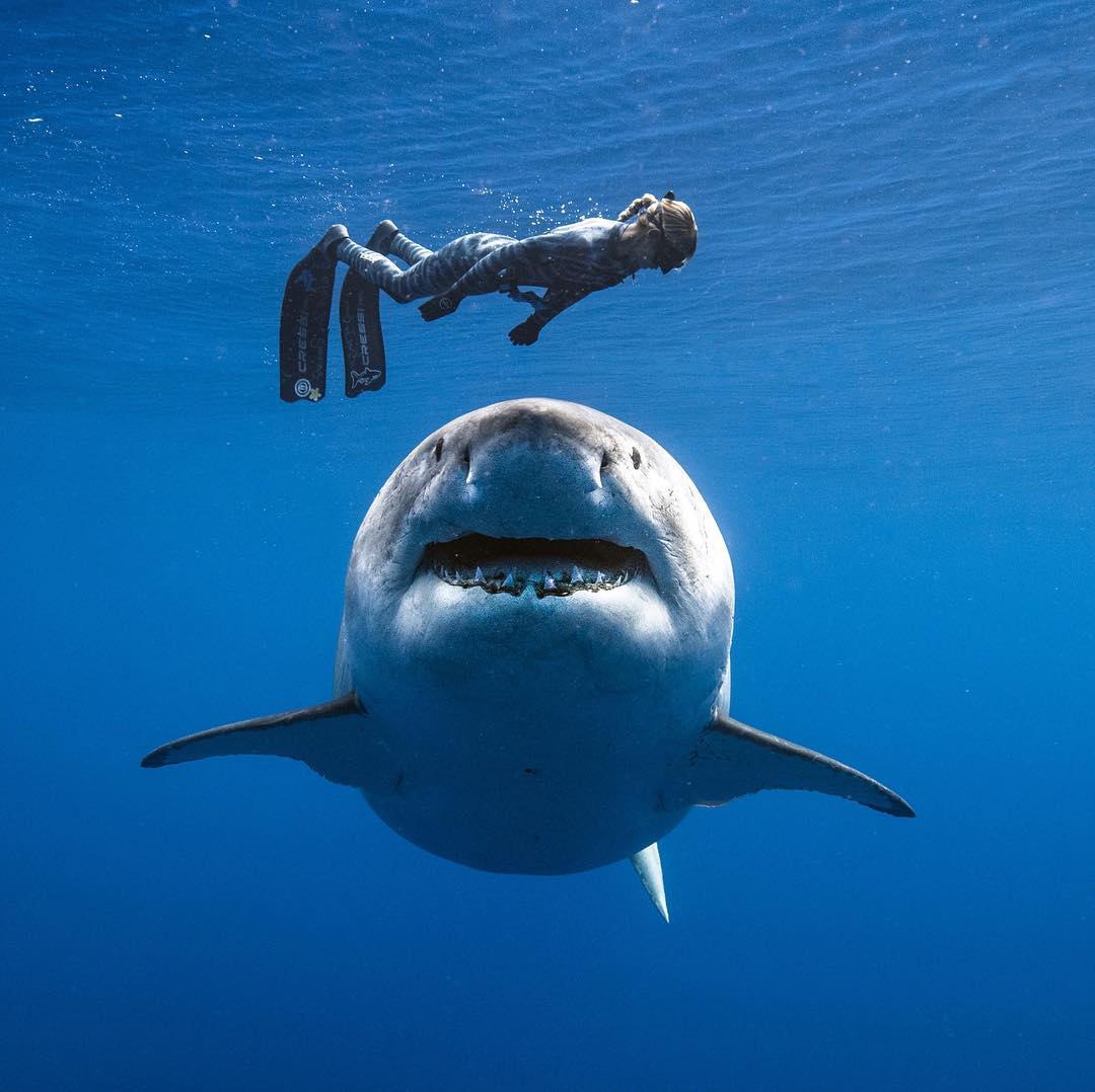 Huge shark and diver.