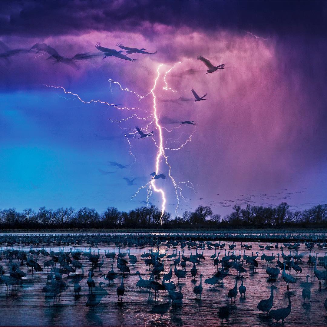 Cranes flying around lightning.