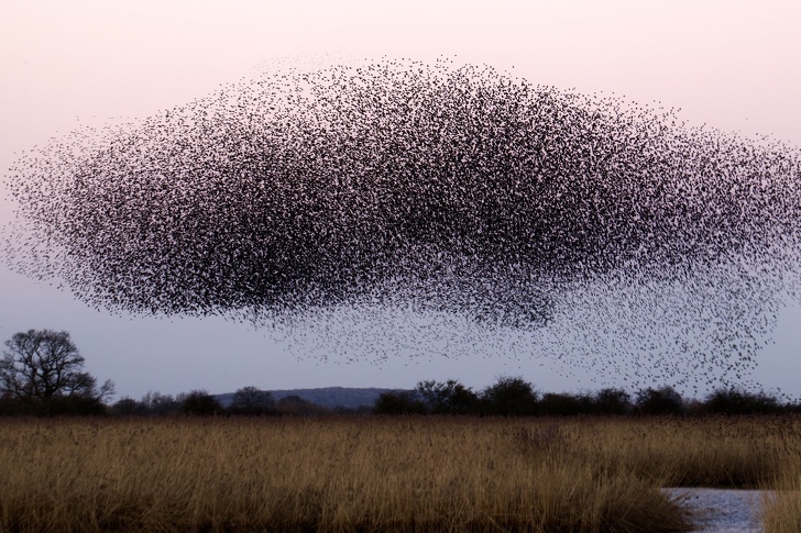 Massive swarm.