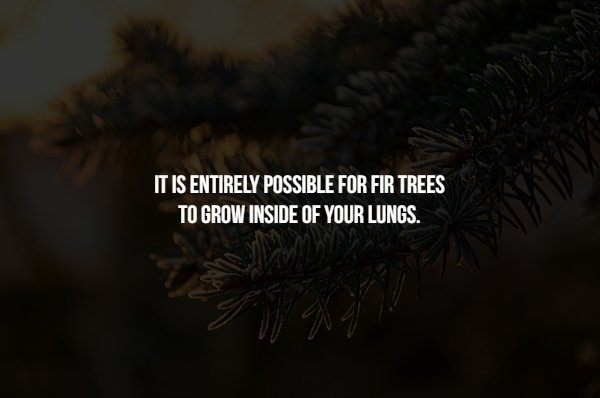 disturbing darkness - It Is Entirely Possible For Fir Trees To Grow Inside Of Your Lungs.