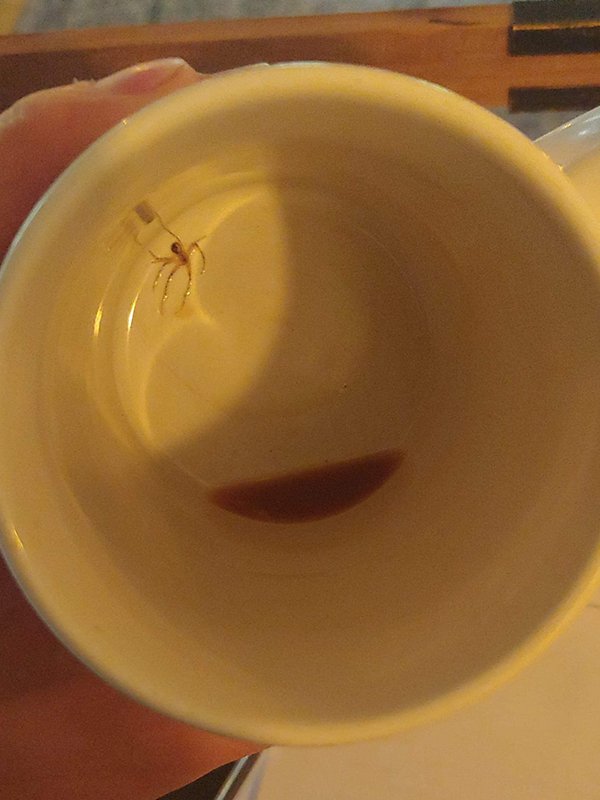 cursed images - cup