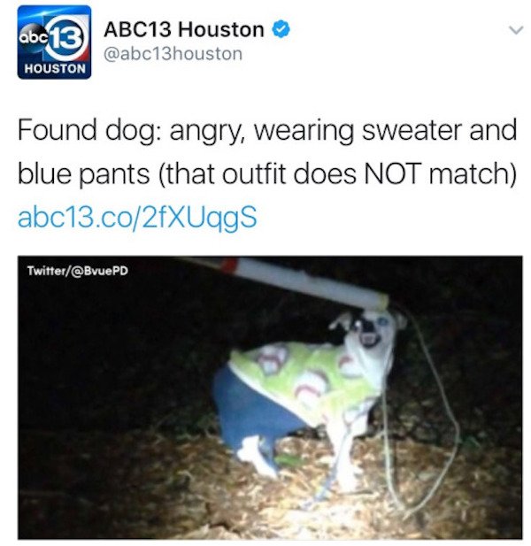 wtf angry dog sweater - abc13 ABC13 Houston Houston Found dog angry, wearing sweater and blue pants that outfit does Not match abc13.co2fXUqgS Twitter Pd