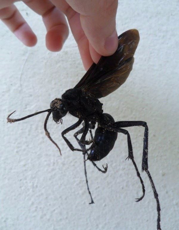 cursed images - amazonian wasp