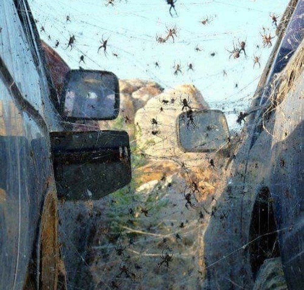 cursed images - lots of spiders between two cars